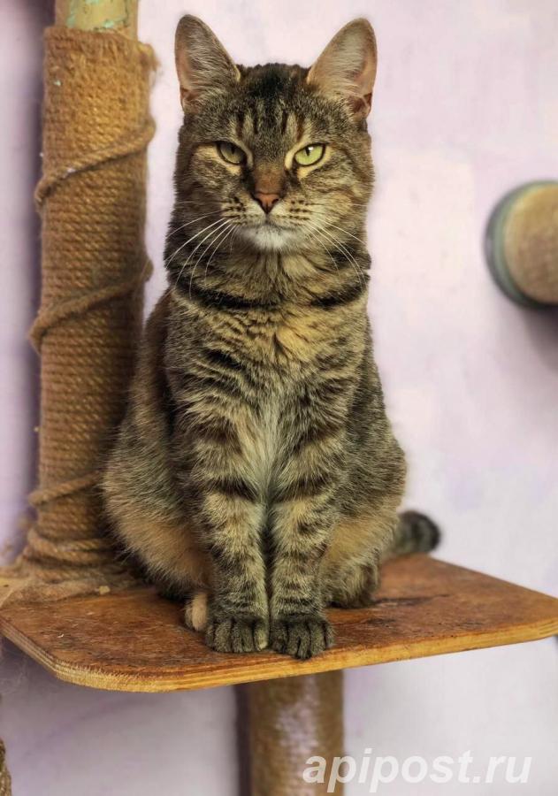 Молодая кошечка Соня ищет дом.