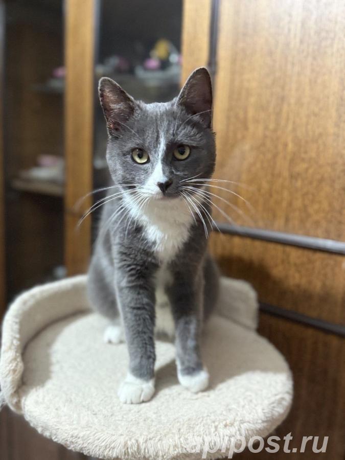 красивый котик ищет дом