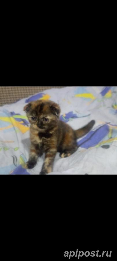 Шотландскинские котята - Нижний Новгород