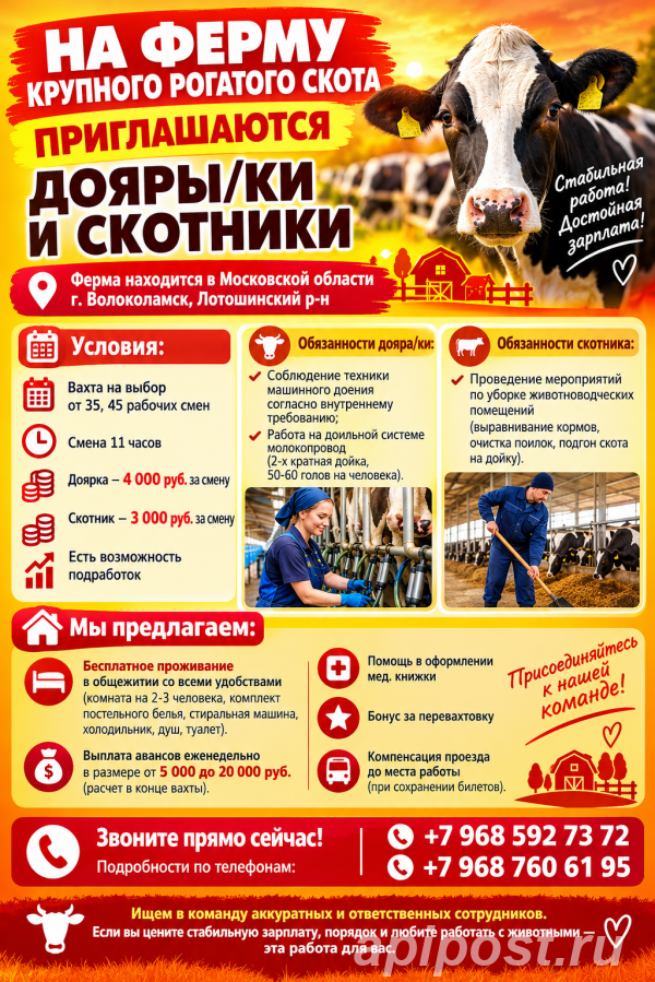 Дояры, доярки и скотники на ферму крс вахта жилье - Волоколамске