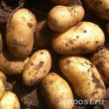 Новый урожай овощей с алтайского поля прямым оптом - Барнаул