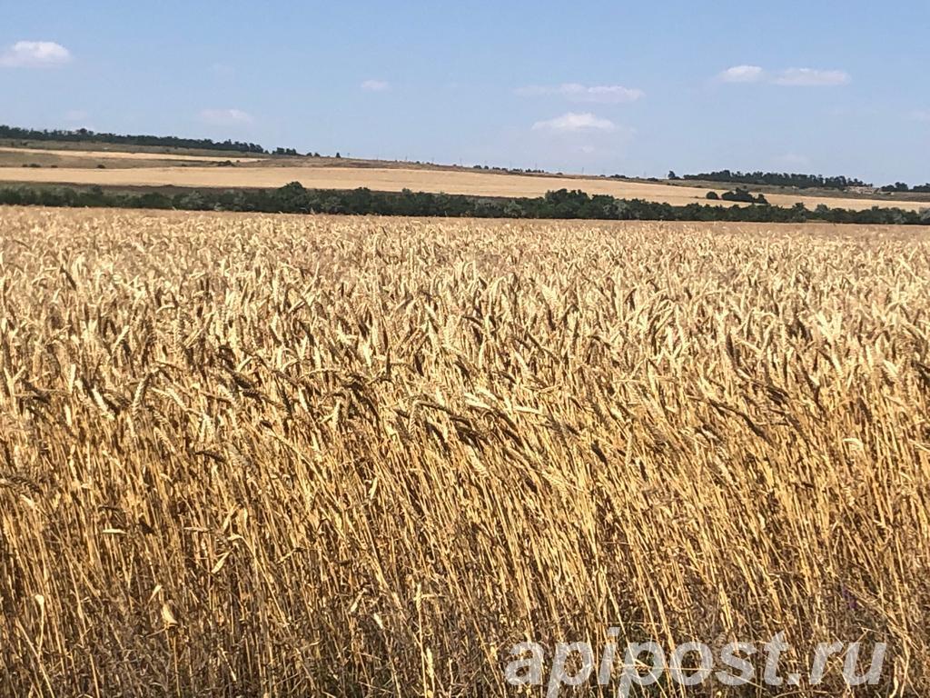 Участок 44000 сот., Земли сельхозназначения (СНТ, ДНП) - Минеральные Воды