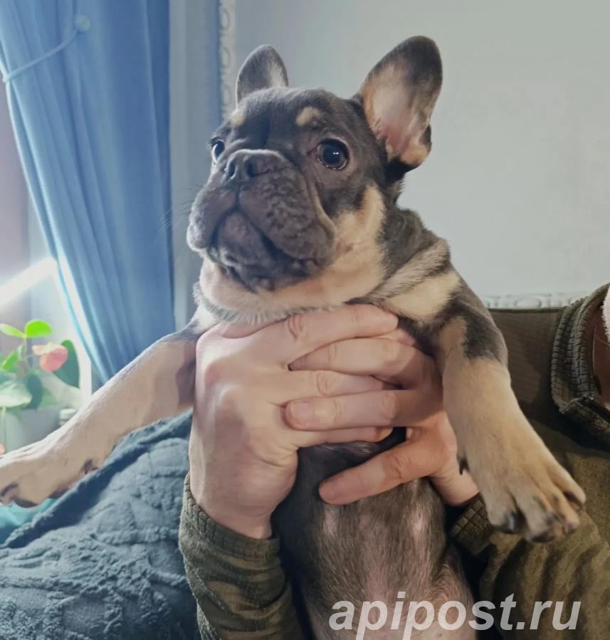 Породистые щенки французских бульдогов - Балашиха