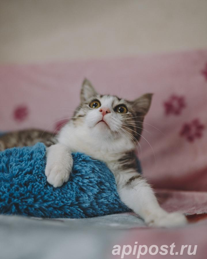 котенок мальчик ищет семью - Сочи
