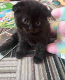 Шотландскинские котята