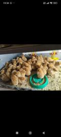 Цыплята от кур смесь несушки с орпингтон