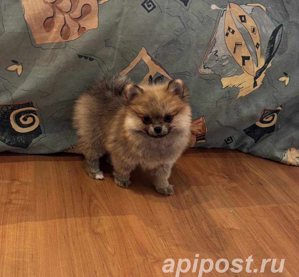 Мини девочка Померанского шпица, Линда