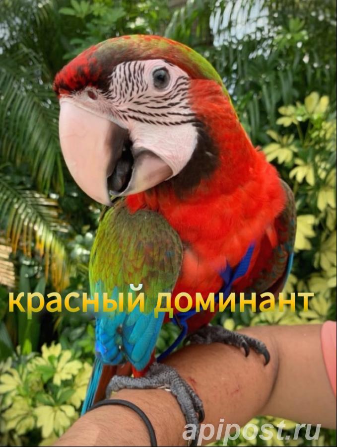 Гибрид ара восхода Мауи - птенцы - Москва