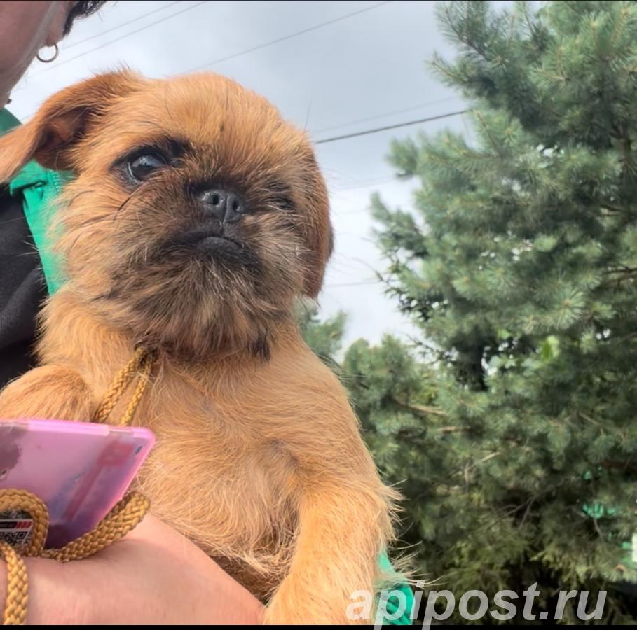 Гриффон классная рыжая девочка