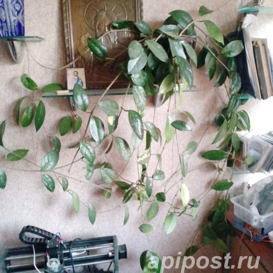 Продаю восковой плющ лиана