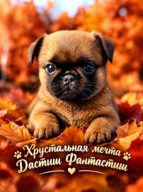 Этот щенок пти брабансон ваша мечта